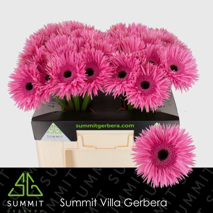 <h4>Gerbera Spider Amazing Water</h4>