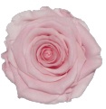 <h4>Rose Baby Pink Delicate pres.</h4>