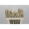 Amaranthus Yearming Desert
