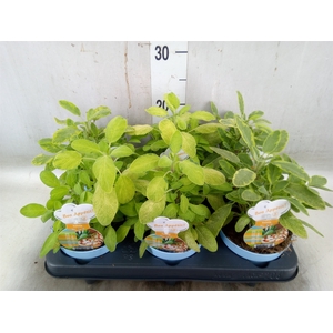 Salvia officinalis 'Icterina'