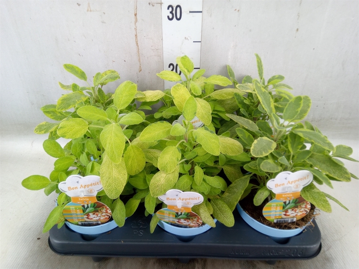 <h4>Salvia officinalis 'Icterina'</h4>