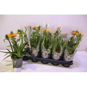 arr8 Ornit Dubium Orange