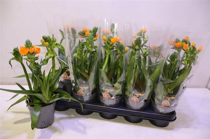 <h4>arr8 Ornit Dubium Orange</h4>