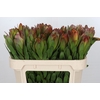 Leucadendron Goldstrike