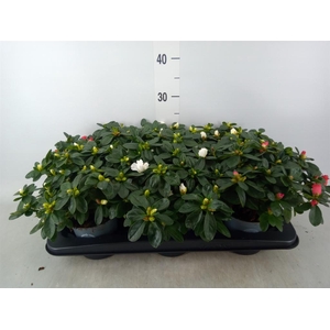 Rhododendron sim.   ...