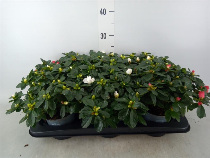 <h4>Rhododendron sim.   ...</h4>