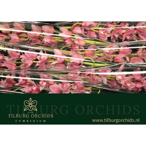 CYMB T ELLIO RO C290