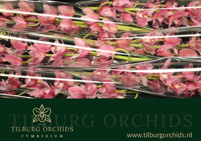 <h4>CYMB T ELLIO RO C290</h4>