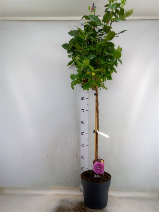 <h4>Rosa ST  ...</h4>