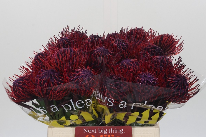 <h4>Nutans Painted Purple</h4>