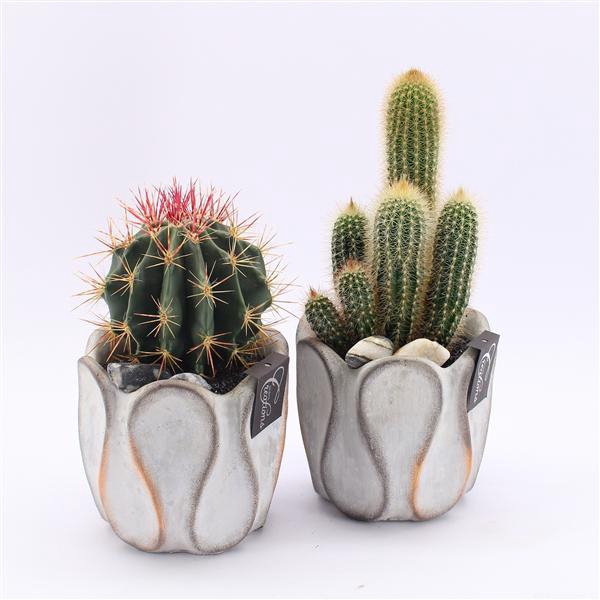 <h4>CTCR-2521 Cactus Essentials</h4>