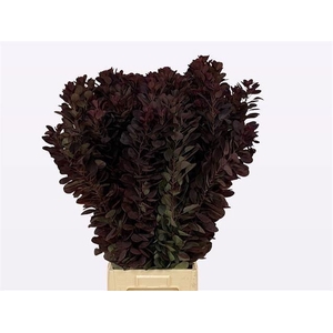 Coti C Royal Purple
