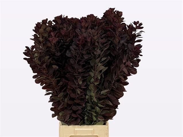 <h4>Coti C Royal Purple</h4>