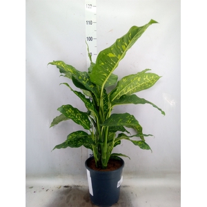 Dieffenbachia