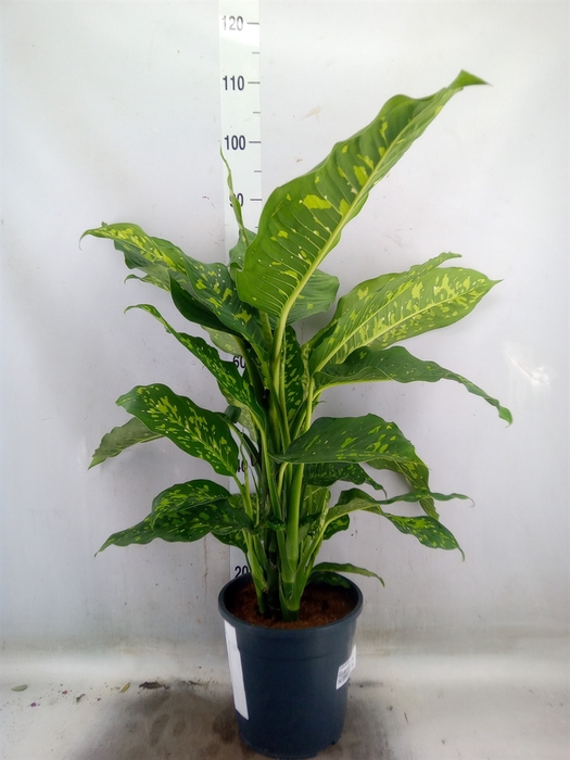 <h4>Dieffenbachia</h4>