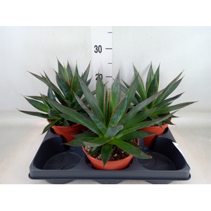 Agave  'Shaka Zulu'