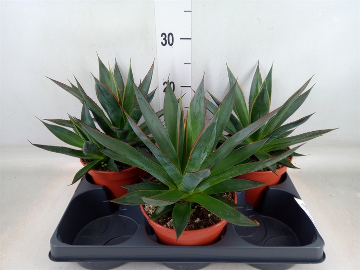 <h4>Agave  'Shaka Zulu'</h4>