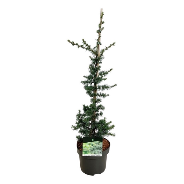 <h4>Cedrus libani 'Horstmanns Silberspitz'</h4>