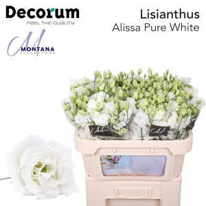 Lisianthus Alissa pure white 70cm