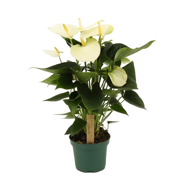 <h4>Anthurium Samora 12cm</h4>