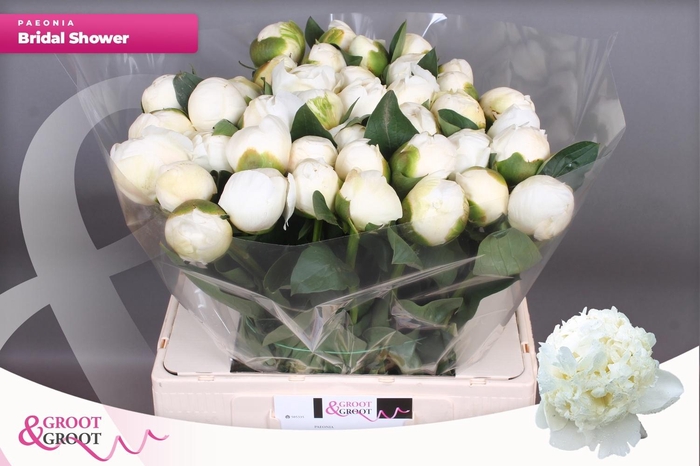 <h4>PAEO L BRIDAL SHOWER</h4>