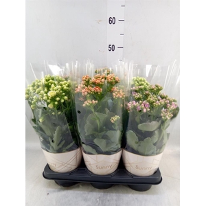 Kalanchoe   ...