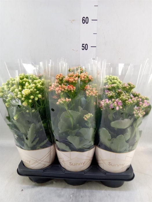 <h4>Kalanchoe   ...</h4>