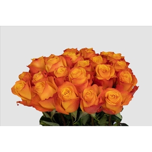 Rosa ec aloha