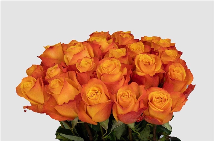 <h4>Rosa ec aloha</h4>