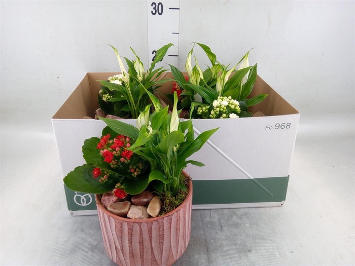 <h4>Arr.    Planten  L%</h4>