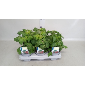 Solanum lycopersicum 'Tomtato'