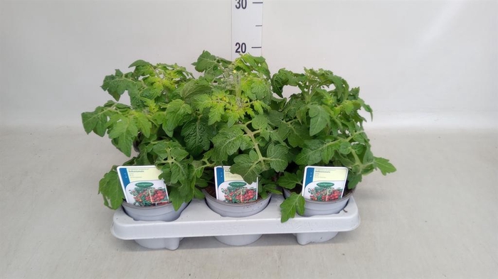 <h4>Solanum lycopersicum 'Tomtato'</h4>