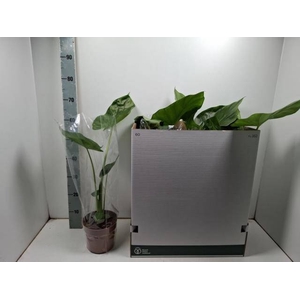 ALOC MACRORRHIZOS