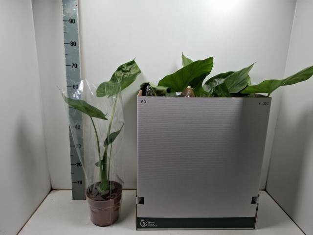 <h4>ALOC MACRORRHIZOS</h4>