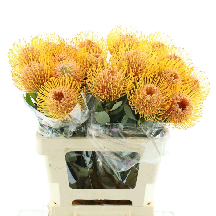 <h4>Leuco Soleil</h4>