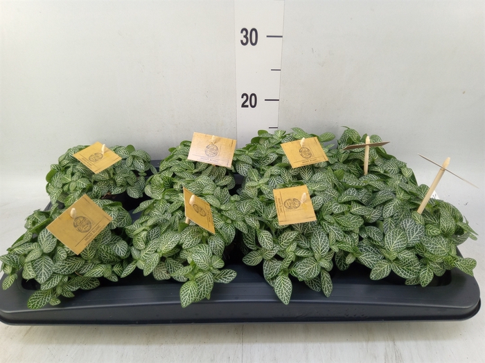 <h4>Fittonia verschaf.</h4>