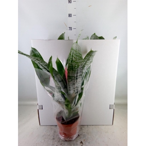 Aechmea fasciata 'Primera'