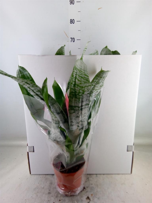 <h4>Aechmea fasciata 'Primera'</h4>