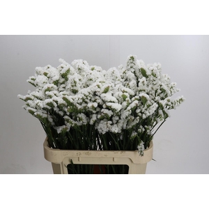 Limonium sinuatum 'Olga White'
