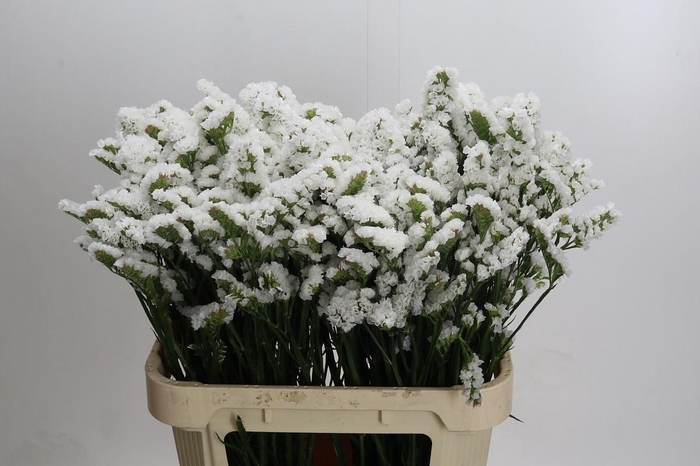 <h4>Limonium sinuatum 'Olga White'</h4>