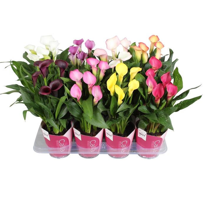 <h4>Zantedeschia gemengd SoHappyCalla mix met roze potcover</h4>