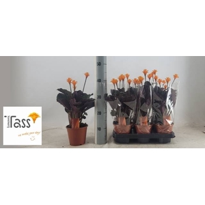CALAT CROCATA