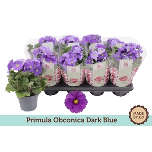 Primula Ob Blauw