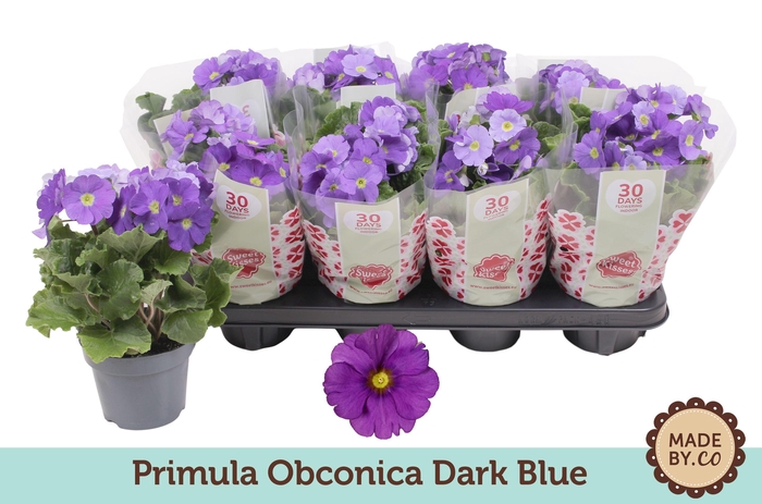 <h4>Primula Obconica Dark Blue</h4>