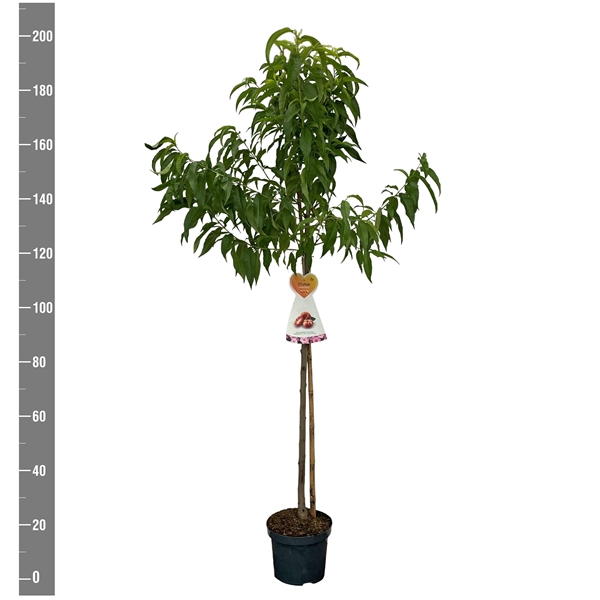 <h4>Prunus p. Saturn Teller (Perzik), Halfstam</h4>