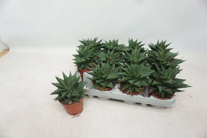 <h4>HAWO LIMIFOLIA</h4>