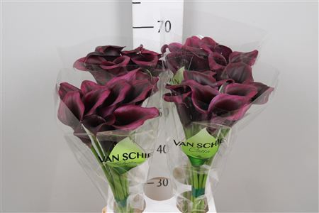 <h4>Zantedeschia  'Odessa'</h4>