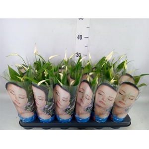 Spathiphyllum  'Alana'