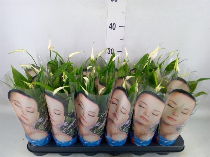 <h4>Spathiphyllum  'Alana'</h4>