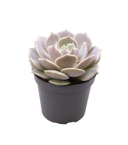 <h4>ECHEVERIA-HYBRID P6 LOLA</h4>